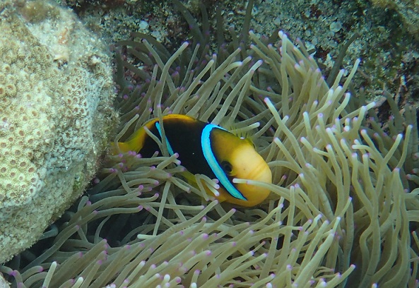 Orange-finned anenome fish Minerva Reef